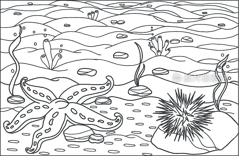 A starfish with sea urchin. Coloring page, hand drawn for relaxation and stress relief. Coloring book for adults and child with doodles, zentangle design elements.